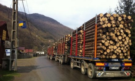 Informație-șoc: Holzindustrie Schweighofer RECUNOAȘTE că în fabricile din România sosesc zilnic 70 de camioane cu bușteni, adică peste 400.000 de tone anual!
