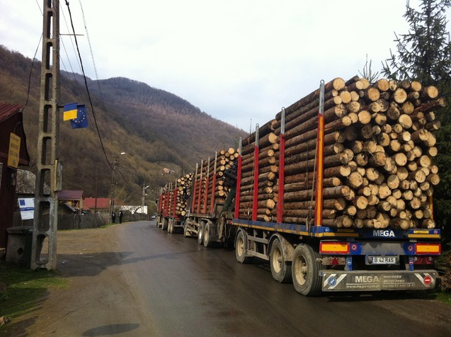 Informație-șoc: Holzindustrie Schweighofer RECUNOAȘTE că în fabricile din România sosesc zilnic 70 de camioane cu bușteni, adică peste 400.000 de tone anual!