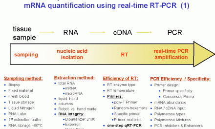 Știți ce înseamnă un test ”RT-PCR”?