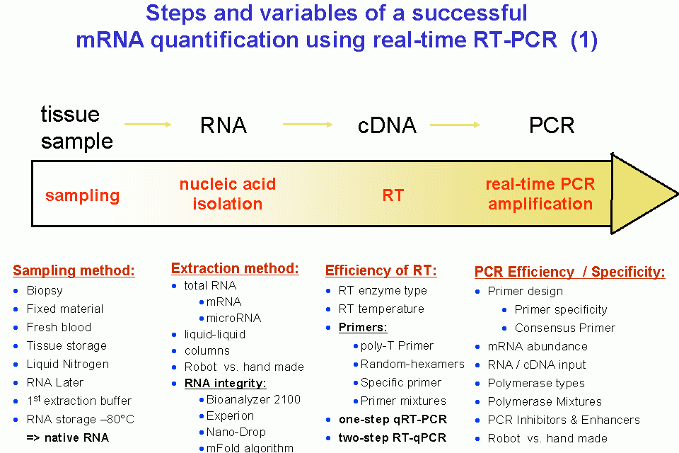 Știți ce înseamnă un test ”RT-PCR”?