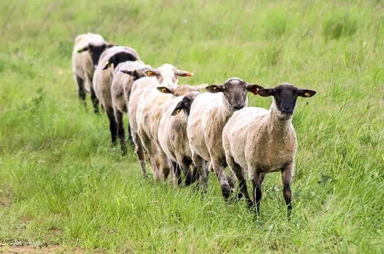 (PANDE) MIORIŢA – de Paraschiva Rădoi