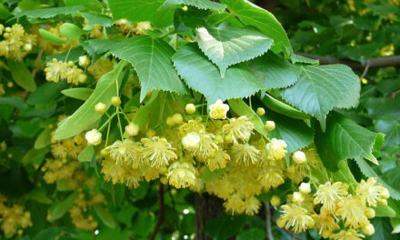 O profeţie rară, adică mai puţin cunoscută