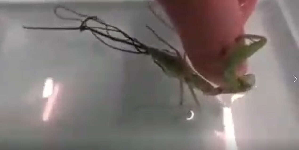 Parazitismul și controlul minții (exemplificare video)