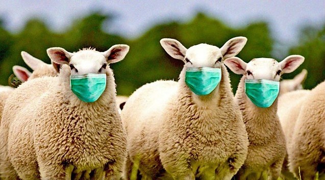 Av. Elena Radu: Ce se ascunde în spatele recensământului populației și locuințelor