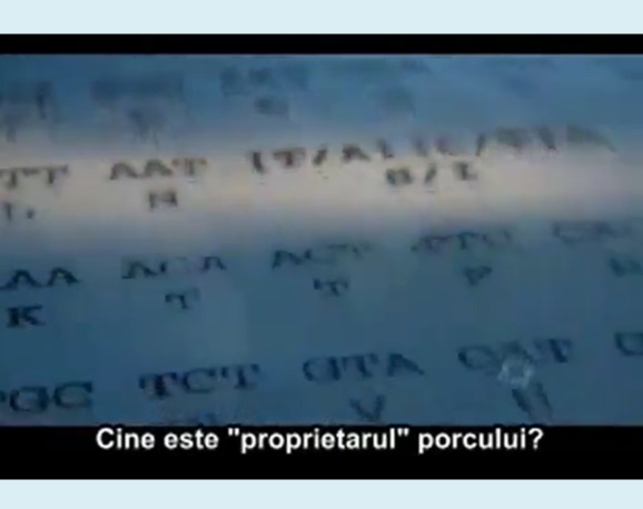 Brevet pentru un porc – Marea afacere a geneticii (video)