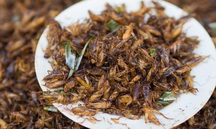 E OFICIAL: S-a aprobat făina din GREIERI pentru PÂINE și alte produse! Atenție la etichete, ca să nu faceți un șoc anafilactic