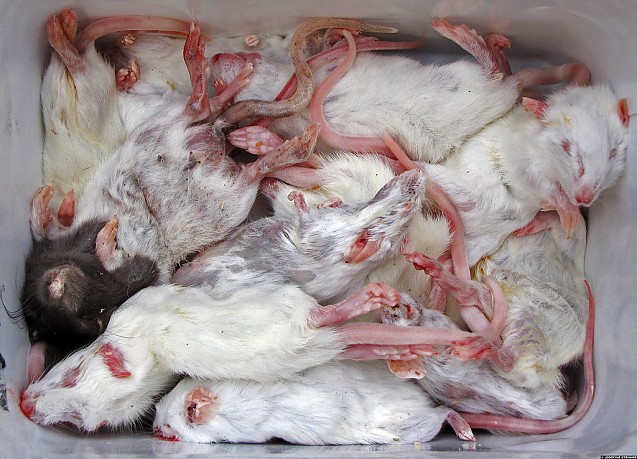 Halucinant! Experimente eșuate. Tehnologia ARN mesager a ucis toate animalele de laborator