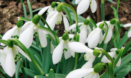 Povestea ghiocelului