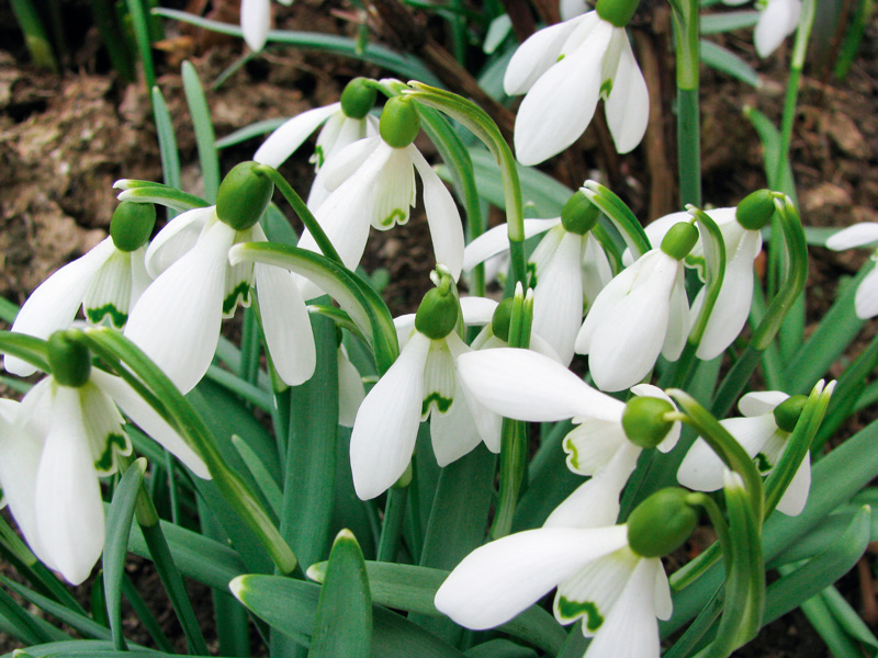 Povestea ghiocelului