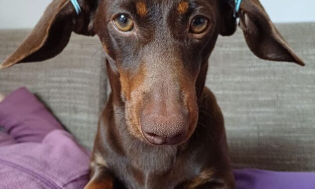 Lola