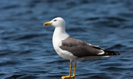 Să învățăm de la pescăruș