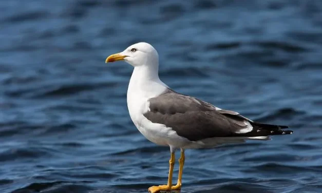 Să învățăm de la pescăruș